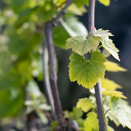Casa Fiore Feriehus Pontone